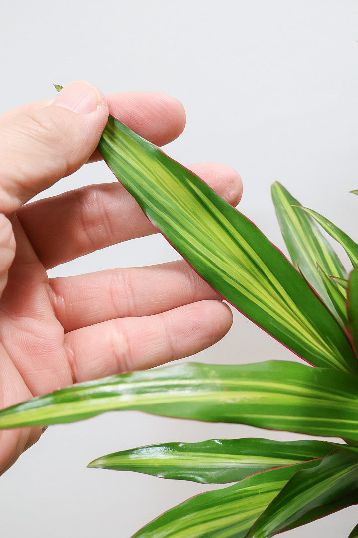 【コルジリネ ターミナリス】今が一番美しい葉色！長い時間をかけて作られた素晴らしい逸品です！