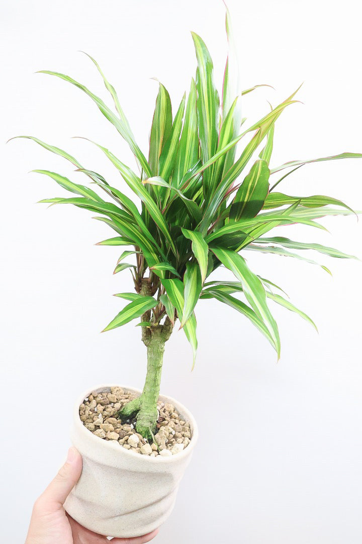 【コルジリネ ターミナリス】今が一番美しい葉色！長い時間をかけて作られた素晴らしい逸品です！