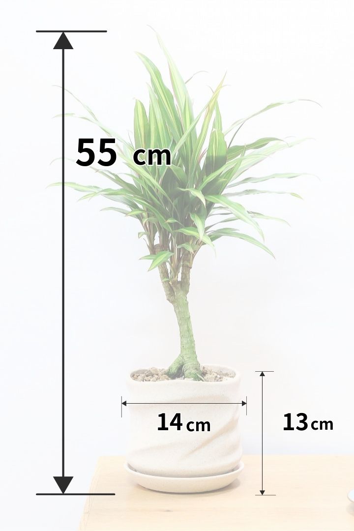 【コルジリネ ターミナリス】今が一番美しい葉色！長い時間をかけて作られた素晴らしい逸品です！
