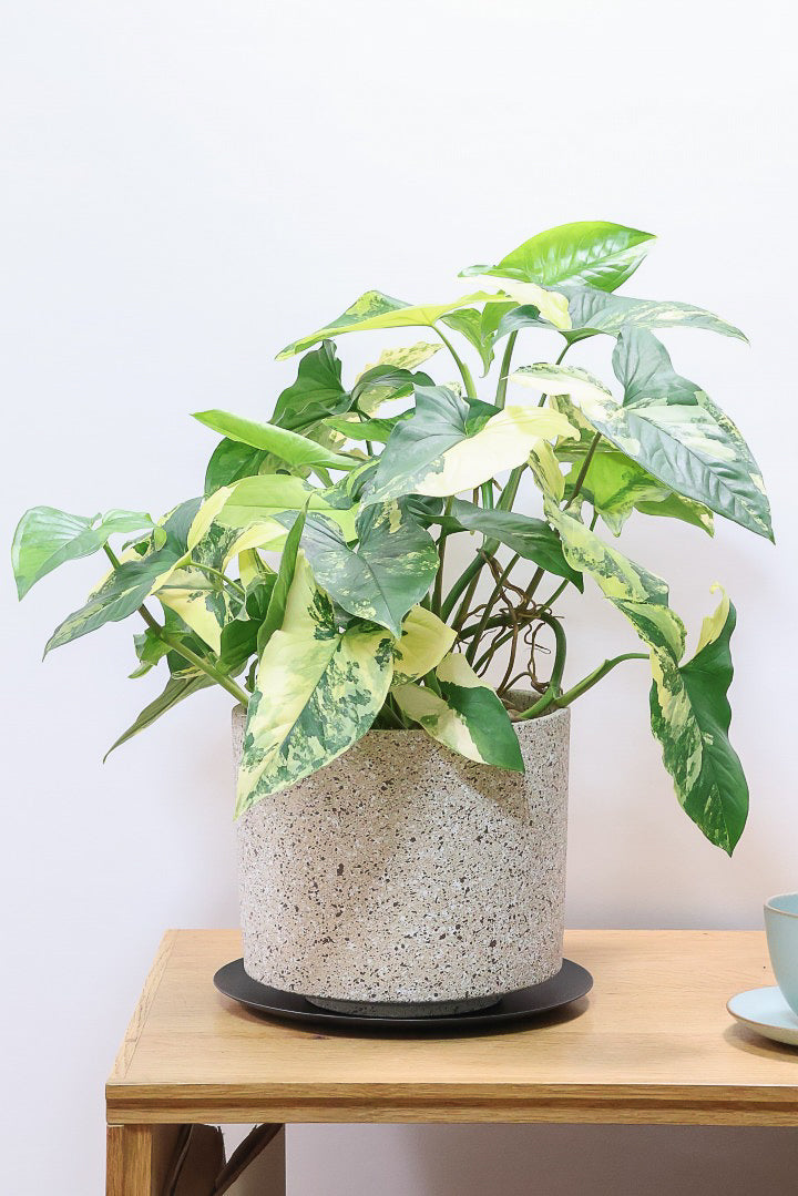 【シンゴニウム カリフォルニアゴールド】これも美しい！生産者さんのハウスで極上の斑の個体を選んできました！