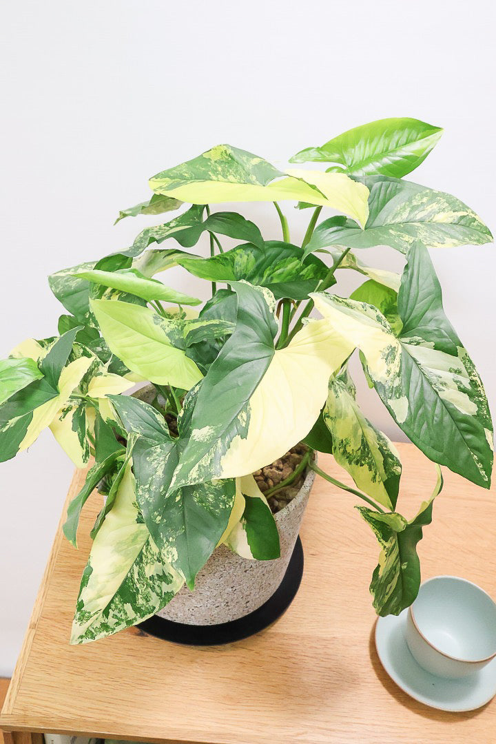 【シンゴニウム カリフォルニアゴールド】これも美しい！生産者さんのハウスで極上の斑の個体を選んできました！