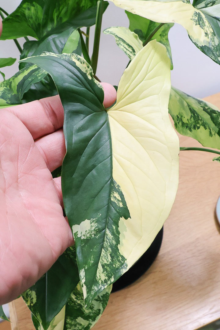 【シンゴニウム カリフォルニアゴールド】これも美しい！生産者さんのハウスで極上の斑の個体を選んできました！