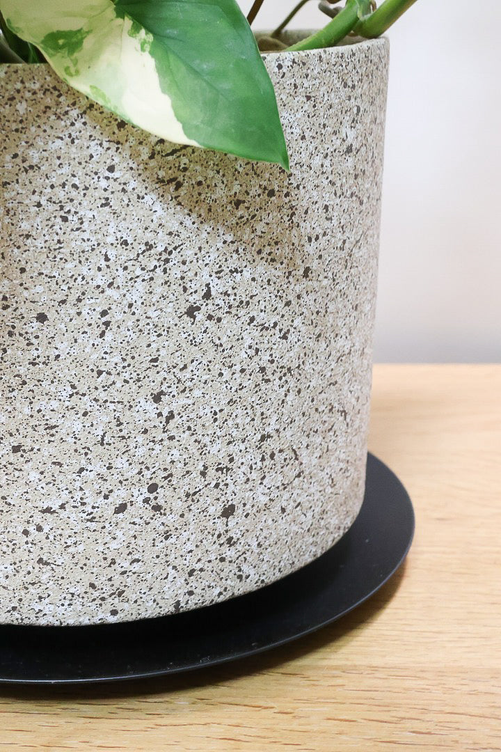 【シンゴニウム カリフォルニアゴールド】これも美しい！生産者さんのハウスで極上の斑の個体を選んできました！