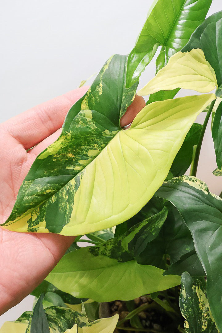 【シンゴニウム カリフォルニアゴールド】これも美しい！生産者さんのハウスで極上の斑の個体を選んできました！