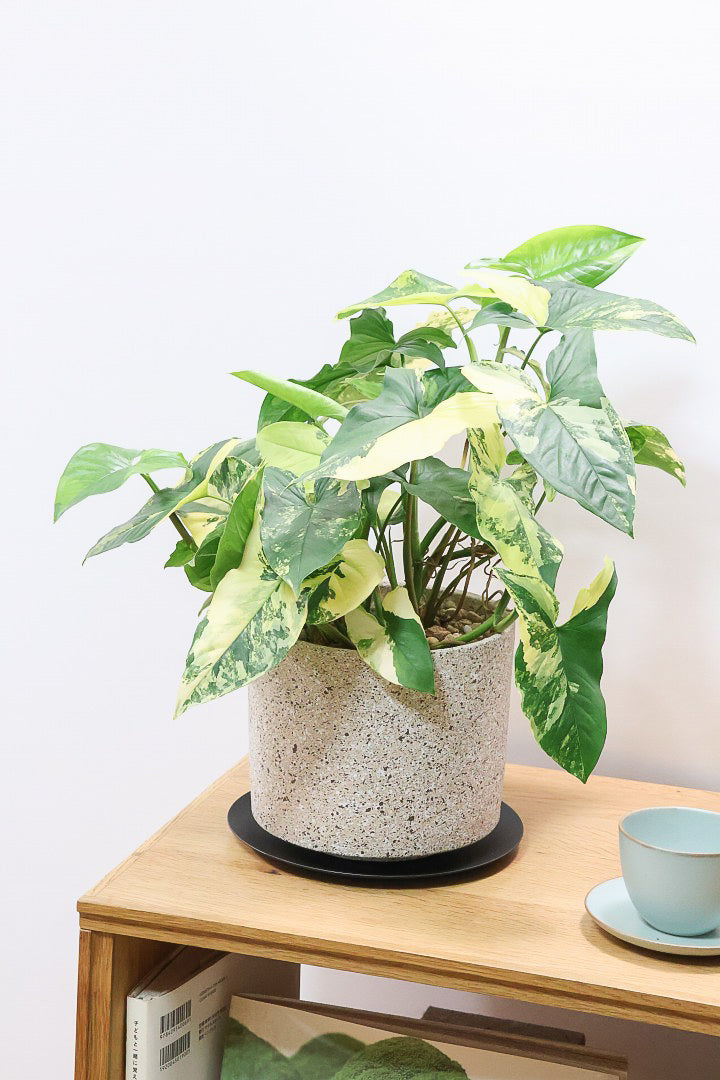 シンゴニウム カリフォルニアゴールドCO60909| 観葉植物の通信販売