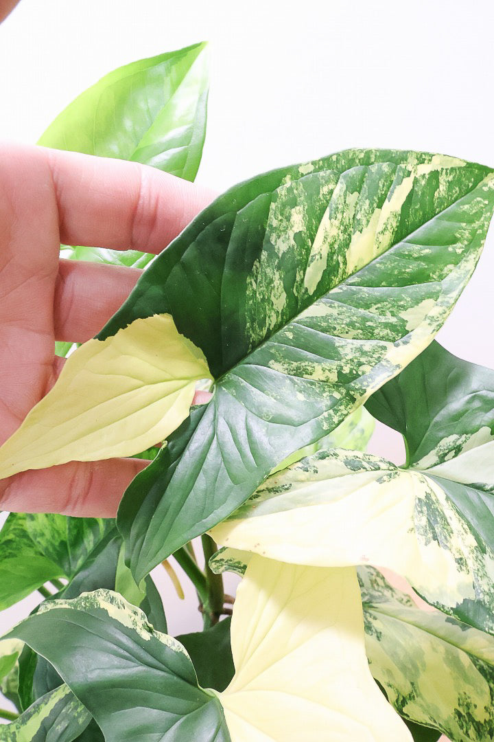【シンゴニウム カリフォルニアゴールド】これも美しい！生産者さんのハウスで極上の斑の個体を選んできました！
