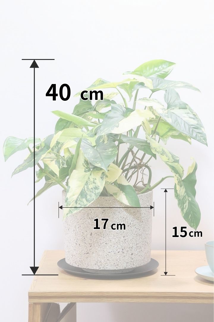 【シンゴニウム カリフォルニアゴールド】これも美しい！生産者さんのハウスで極上の斑の個体を選んできました！