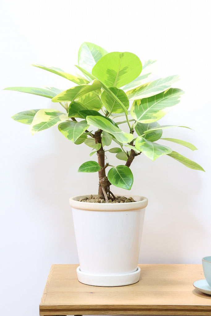 フィカス アルテシマW60910| 観葉植物の通信販売 | APEGO(アペーゴ)