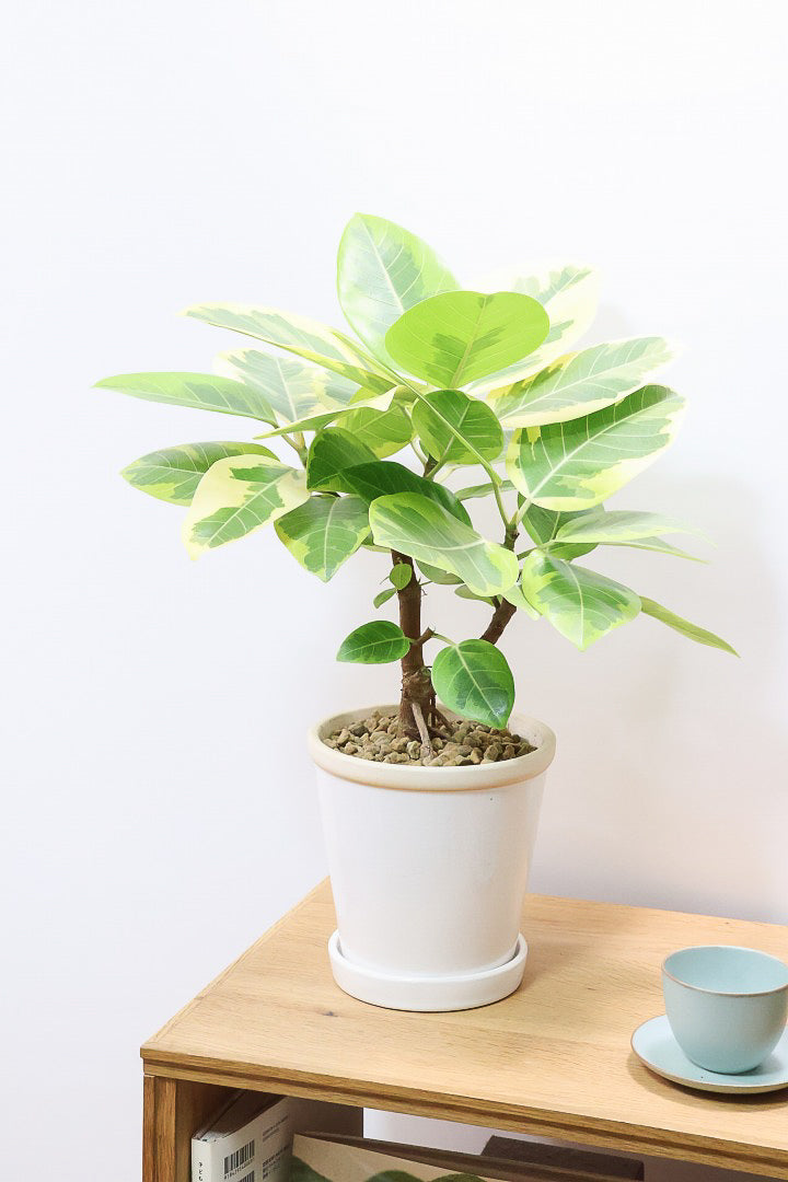 フィカス アルテシマW60910| 観葉植物の通信販売 | APEGO(アペーゴ)