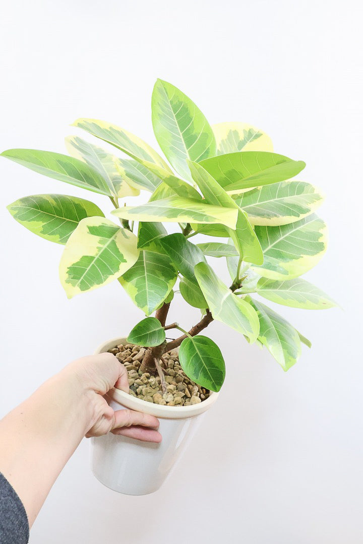 ★引き取りのみ★ フィカス・アルテシマ フィカス・アルテシマ】大型《店頭受取・大阪近郊配送のみ》｜観葉植物