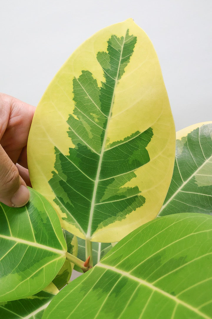 フィカス アルテシマW60910| 観葉植物の通信販売 | APEGO(アペーゴ)