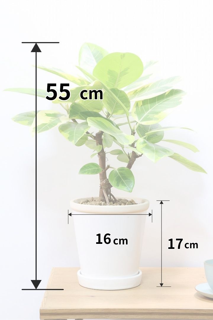 フィカス アルテシマW60910| 観葉植物の通信販売 | APEGO(アペーゴ)