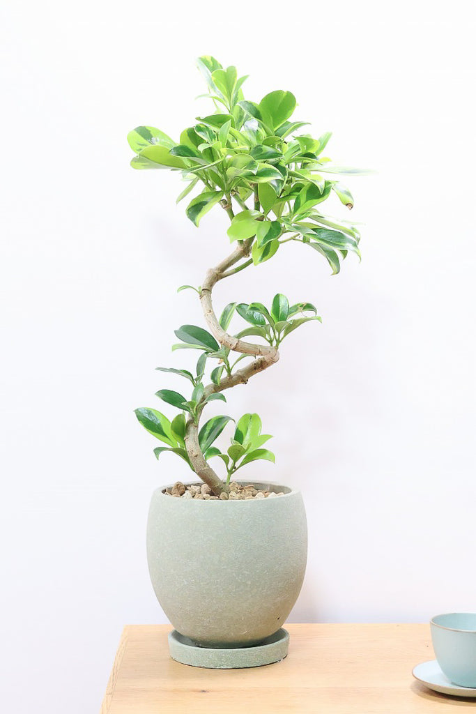 ファグラエア バリエガタGR60911| 観葉植物の通信販売 | APEGO(アペーゴ)