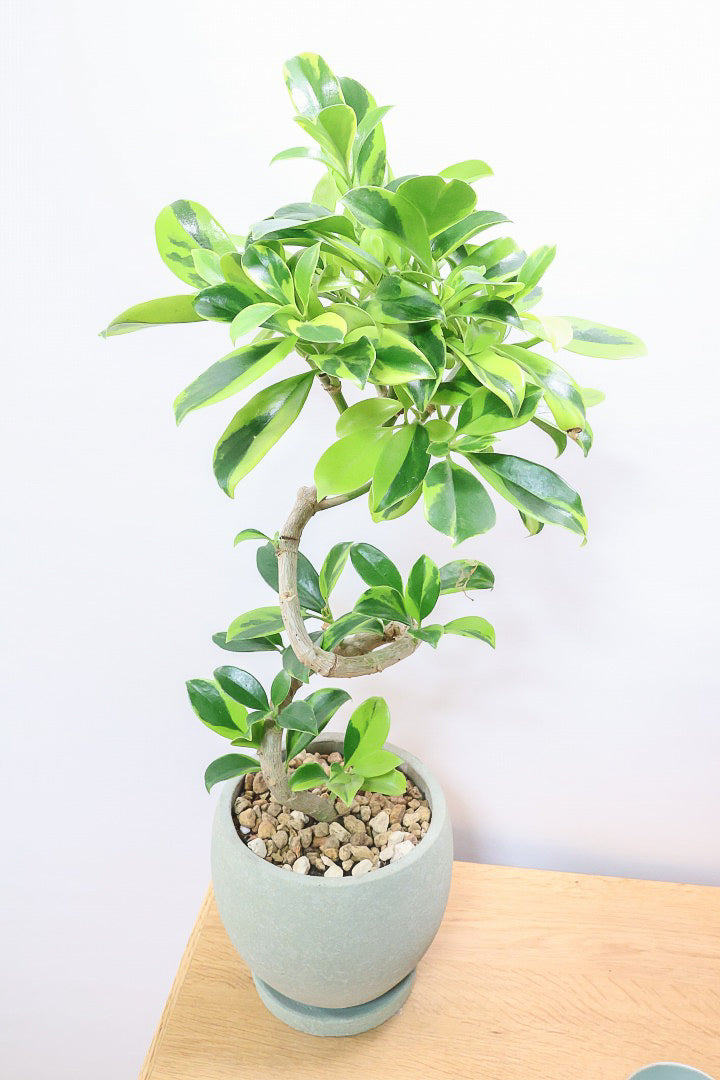 【ファグラエア バリエガタ】斑入り部分が多めです！かなりレアな斑入り種です!日陰に強く育てやすい！