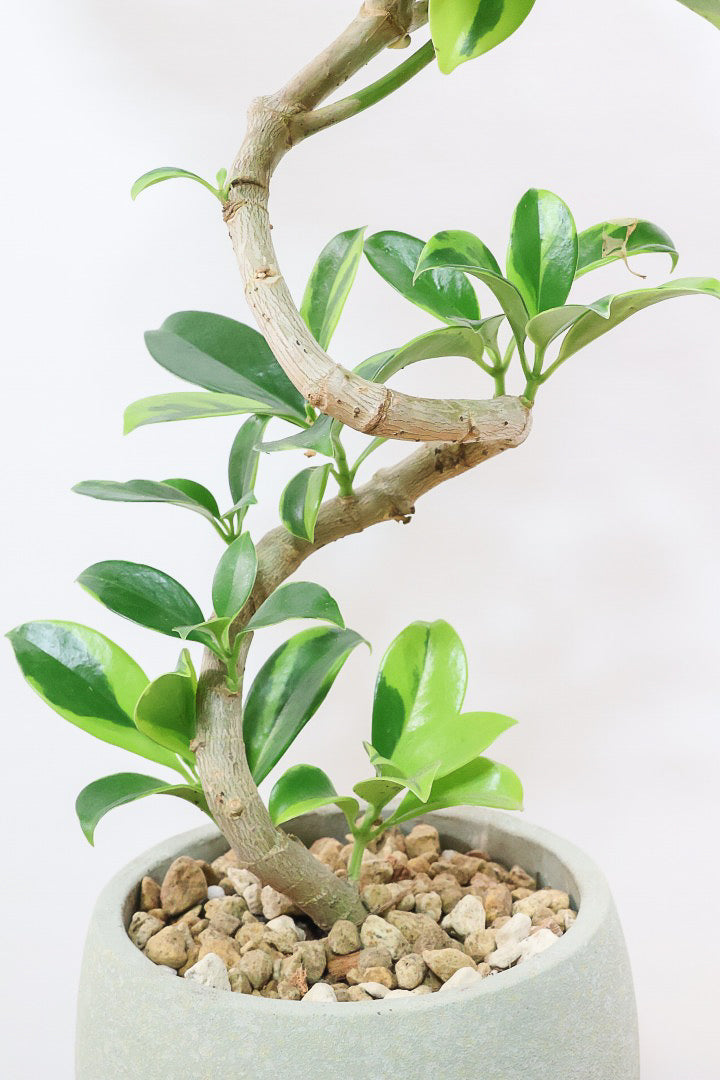 ファグラエア バリエガタGR60911| 観葉植物の通信販売 | APEGO(アペーゴ)