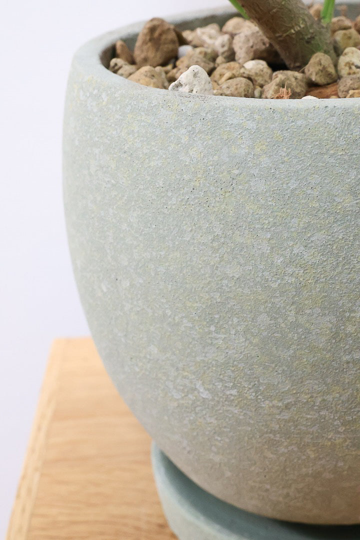 【ファグラエア バリエガタ】斑入り部分が多めです！かなりレアな斑入り種です!日陰に強く育てやすい！