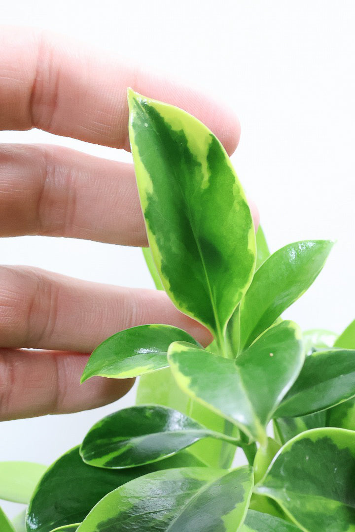 【ファグラエア バリエガタ】斑入り部分が多めです！かなりレアな斑入り種です!日陰に強く育てやすい！