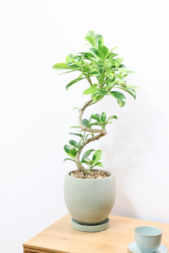 ファグラエア バリエガタGR60911| 観葉植物の通信販売 | APEGO(アペーゴ)