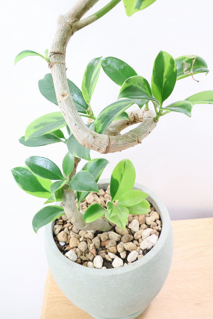 【ファグラエア バリエガタ】斑入り部分が多めです！かなりレアな斑入り種です!日陰に強く育てやすい！