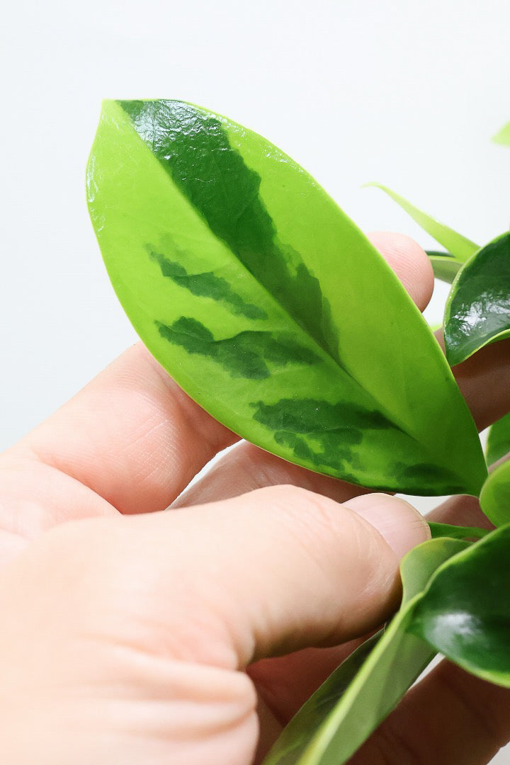 【ファグラエア バリエガタ】斑入り部分が多めです！かなりレアな斑入り種です!日陰に強く育てやすい！