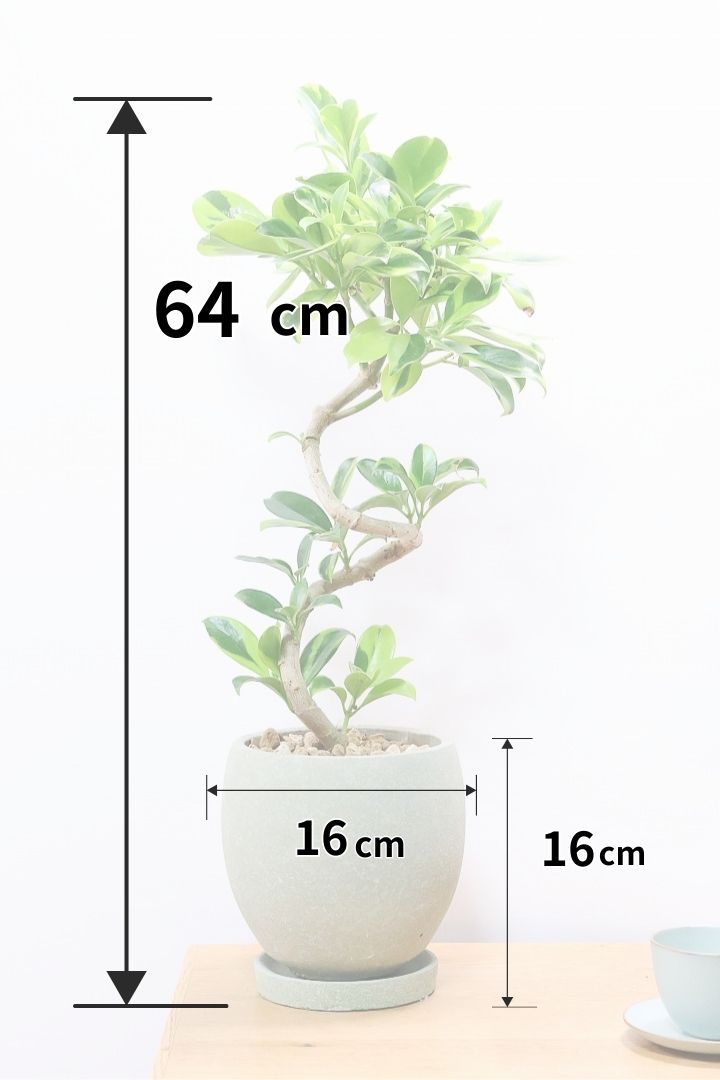 【ファグラエア バリエガタ】斑入り部分が多めです！かなりレアな斑入り種です!日陰に強く育てやすい！