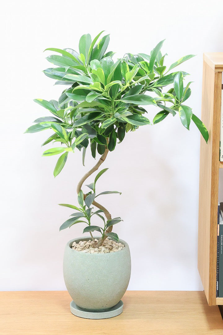 【ファグラエア バリエガタ】ボリュームがあるタイプ！かなりレアな斑入り種です!日陰に強く育てやすい！