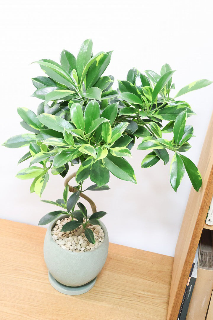 【ファグラエア バリエガタ】ボリュームがあるタイプ！かなりレアな斑入り種です!日陰に強く育てやすい！