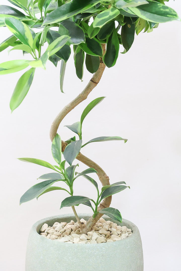 【ファグラエア バリエガタ】ボリュームがあるタイプ！かなりレアな斑入り種です!日陰に強く育てやすい！