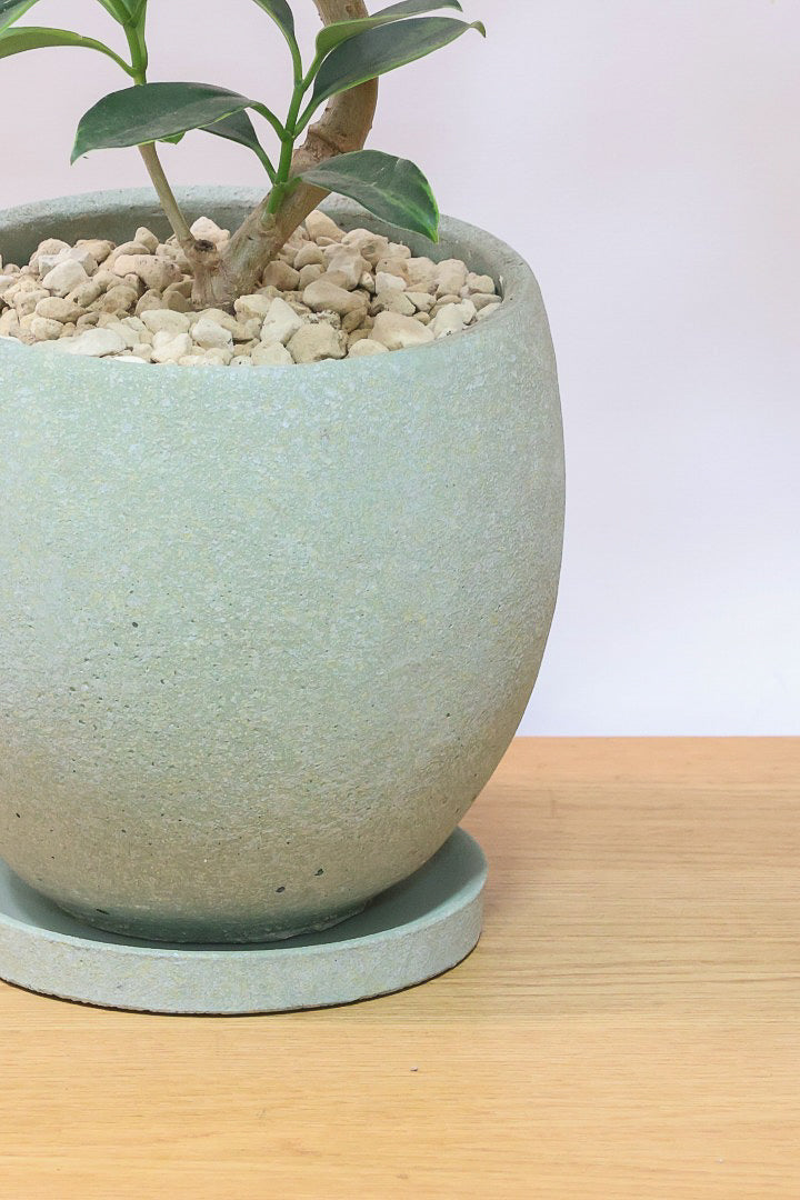 【ファグラエア バリエガタ】ボリュームがあるタイプ！かなりレアな斑入り種です!日陰に強く育てやすい！