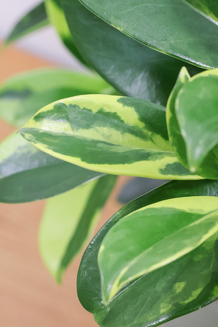 【ファグラエア バリエガタ】ボリュームがあるタイプ！かなりレアな斑入り種です!日陰に強く育てやすい！