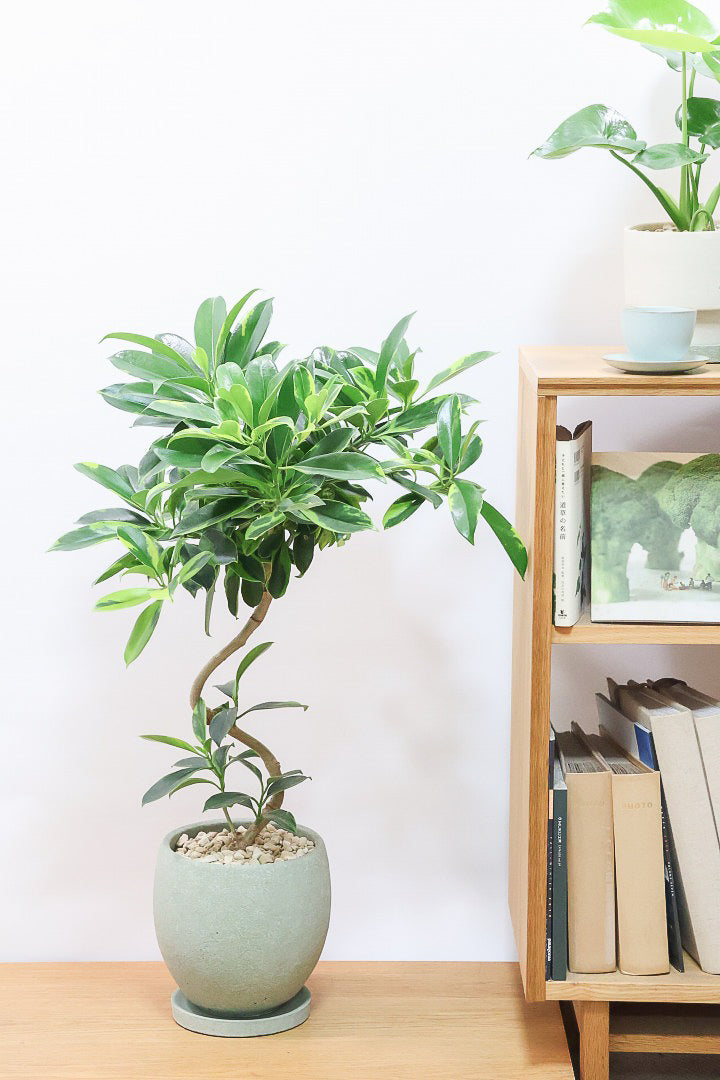 【ファグラエア バリエガタ】ボリュームがあるタイプ！かなりレアな斑入り種です!日陰に強く育てやすい！