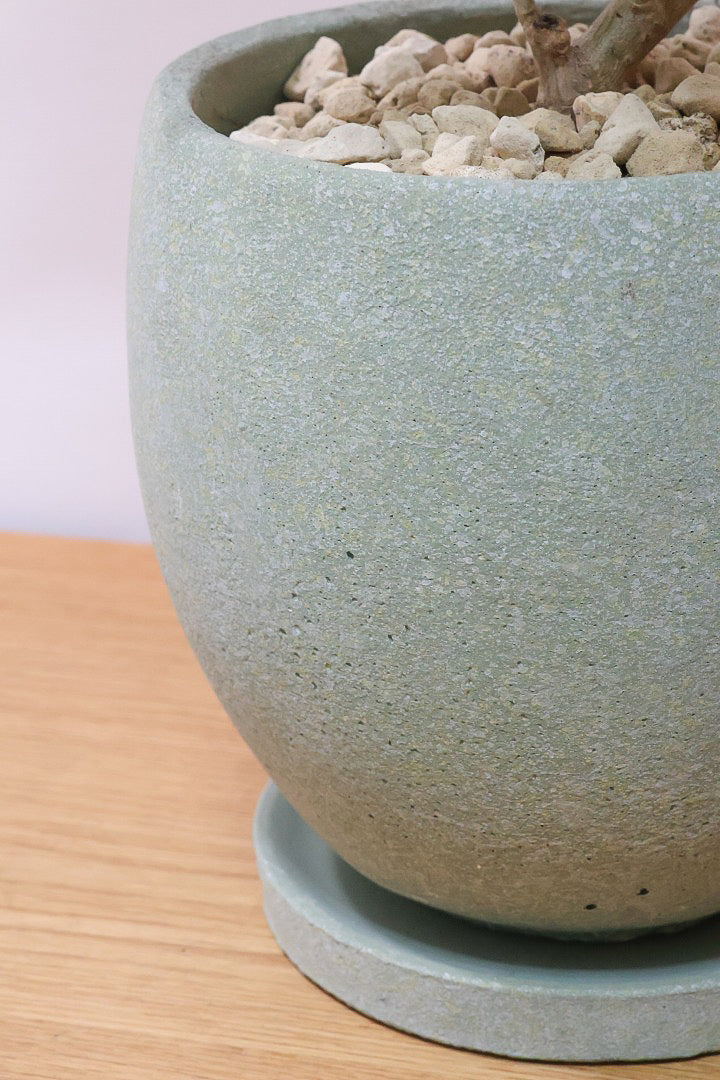 【ファグラエア バリエガタ】ボリュームがあるタイプ！かなりレアな斑入り種です!日陰に強く育てやすい！