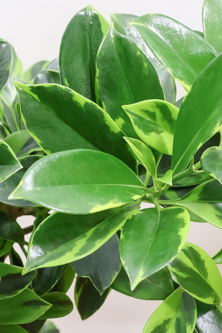 【ファグラエア バリエガタ】ボリュームがあるタイプ！かなりレアな斑入り種です!日陰に強く育てやすい！