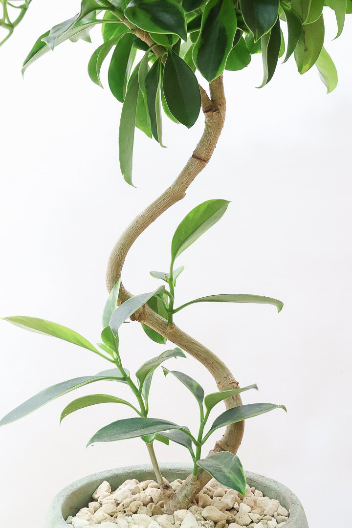 【ファグラエア バリエガタ】ボリュームがあるタイプ！かなりレアな斑入り種です!日陰に強く育てやすい！