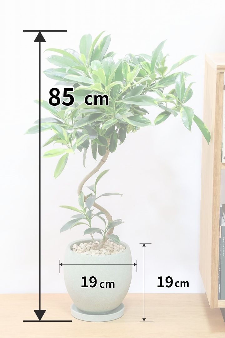 【ファグラエア バリエガタ】ボリュームがあるタイプ！かなりレアな斑入り種です!日陰に強く育てやすい！