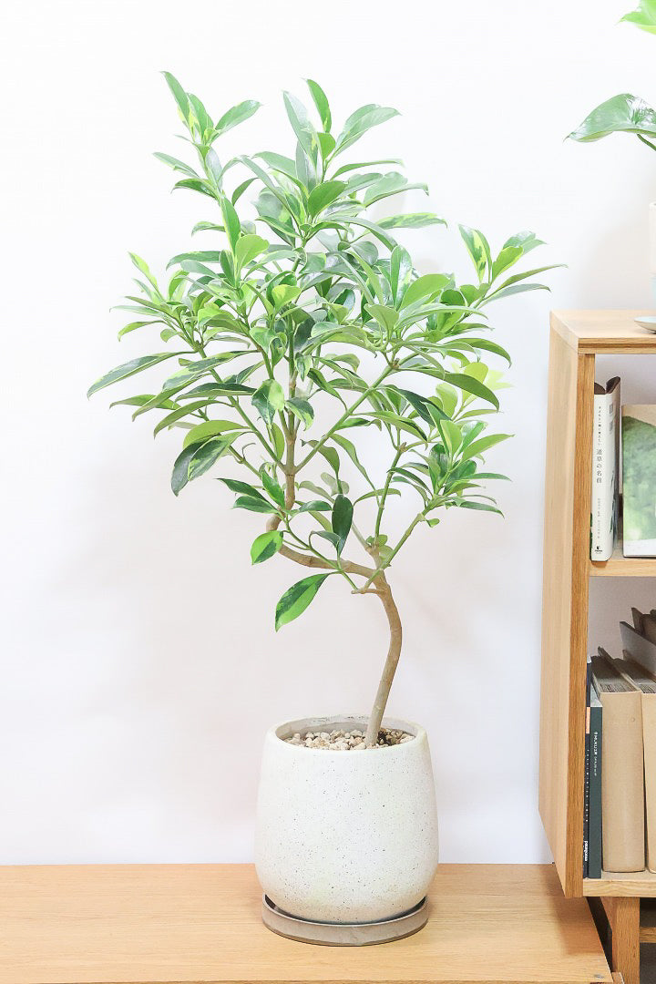 【ファグラエア バリエガタ】BIGでボリュームがあるタイプ！かなりレアな斑入り種です!日陰に強く育てやすい！