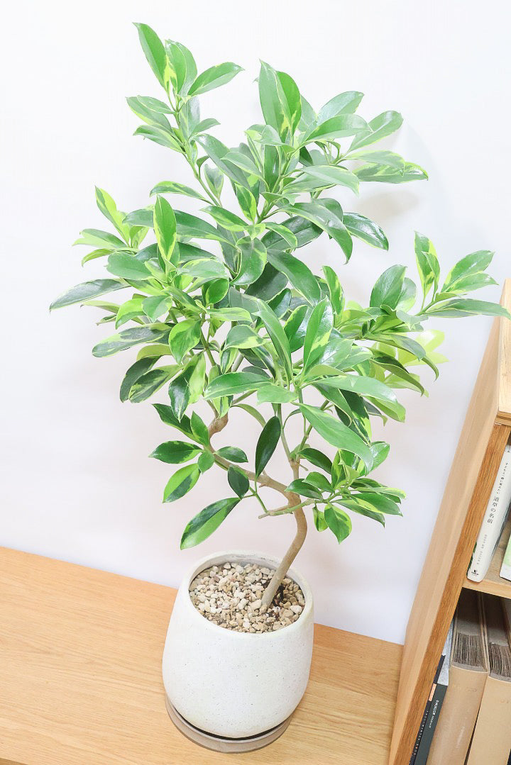 【ファグラエア バリエガタ】BIGでボリュームがあるタイプ！かなりレアな斑入り種です!日陰に強く育てやすい！