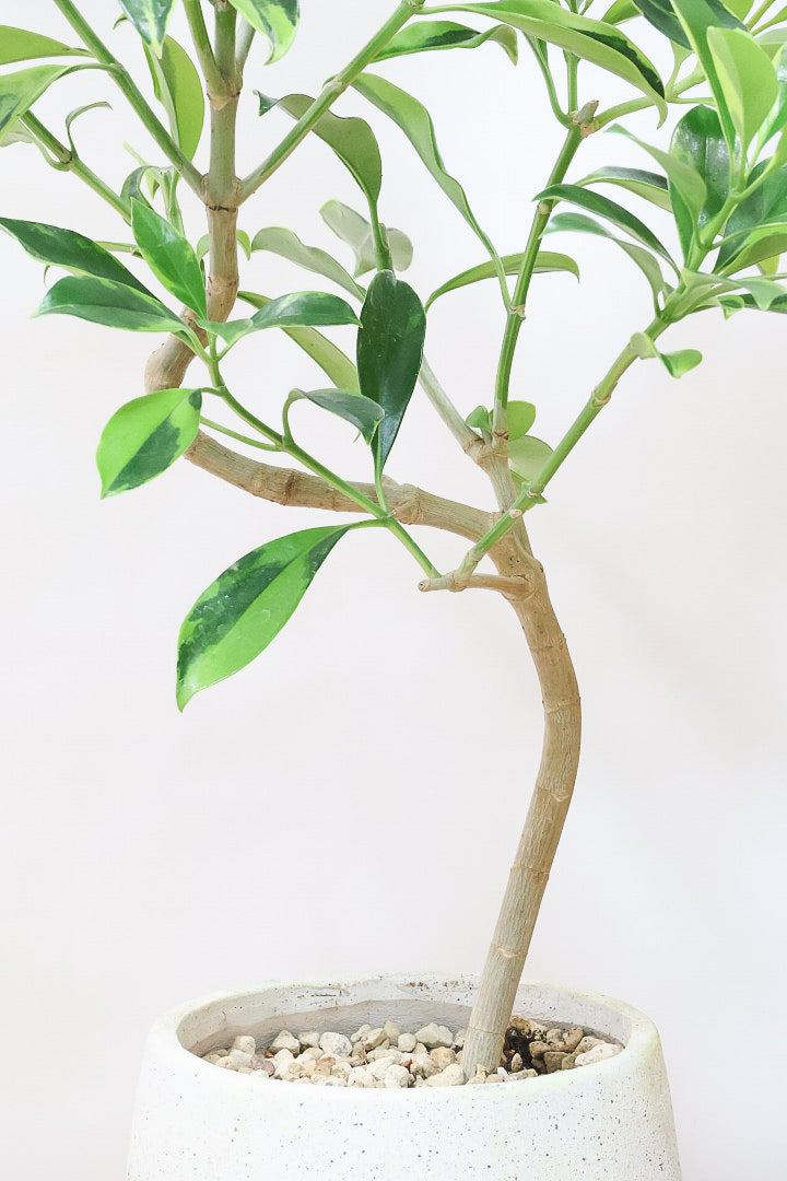 【ファグラエア バリエガタ】BIGでボリュームがあるタイプ！かなりレアな斑入り種です!日陰に強く育てやすい！