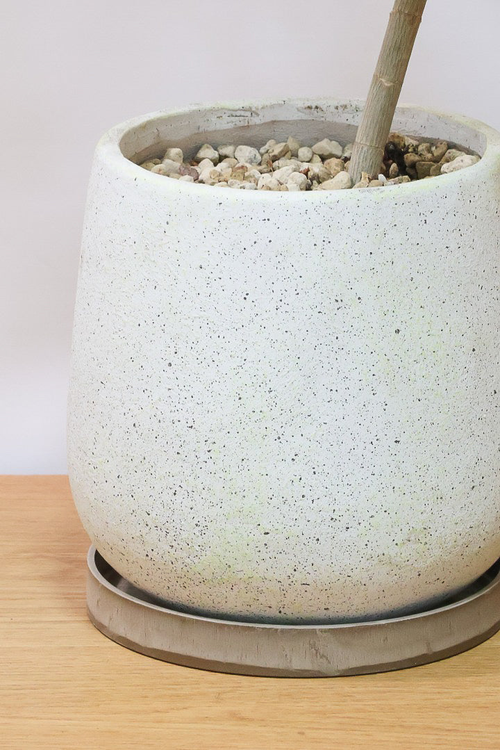 【ファグラエア バリエガタ】BIGでボリュームがあるタイプ！かなりレアな斑入り種です!日陰に強く育てやすい！