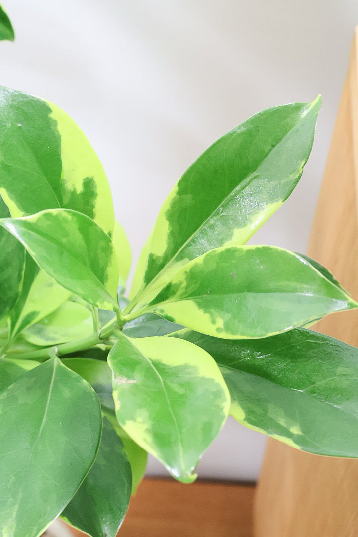 【ファグラエア バリエガタ】BIGでボリュームがあるタイプ！かなりレアな斑入り種です!日陰に強く育てやすい！