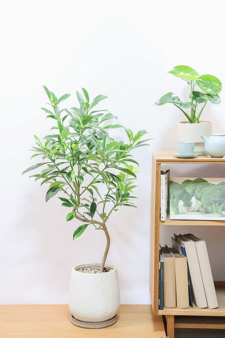 【ファグラエア バリエガタ】BIGでボリュームがあるタイプ！かなりレアな斑入り種です!日陰に強く育てやすい！