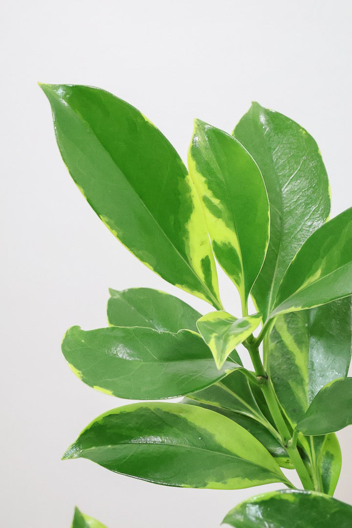 【ファグラエア バリエガタ】BIGでボリュームがあるタイプ！かなりレアな斑入り種です!日陰に強く育てやすい！