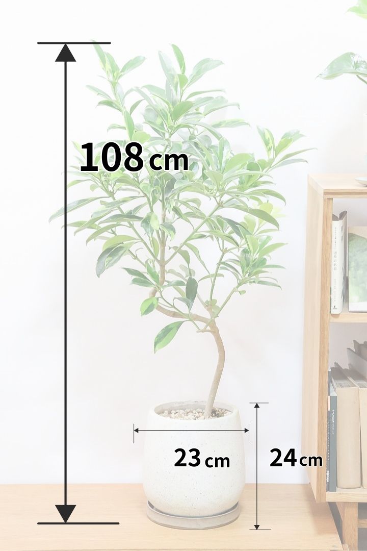 【ファグラエア バリエガタ】BIGでボリュームがあるタイプ！かなりレアな斑入り種です!日陰に強く育てやすい！