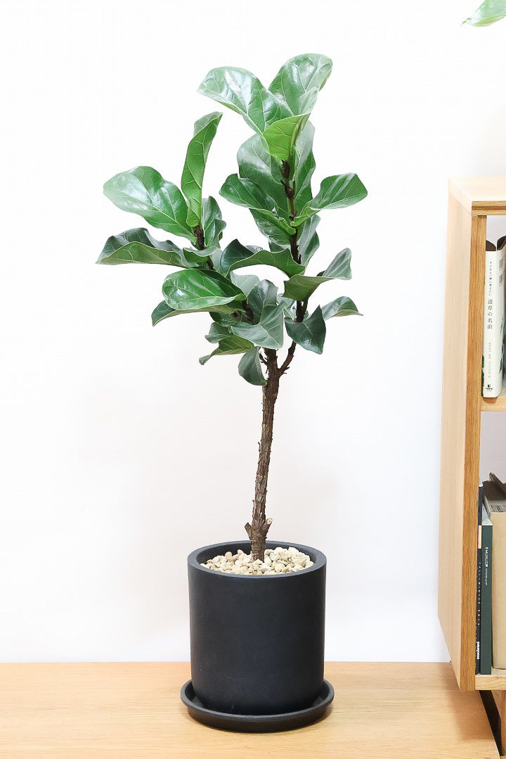 【カシワバゴム】植物もPOTも大人色♪ボリュームもイイ感じでスタイリッシュ!美しい葉が人気の観葉植物です！