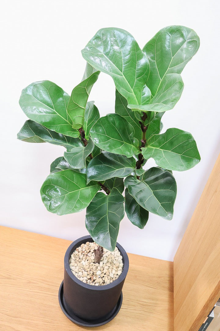 【カシワバゴム】植物もPOTも大人色♪ボリュームもイイ感じでスタイリッシュ!美しい葉が人気の観葉植物です！