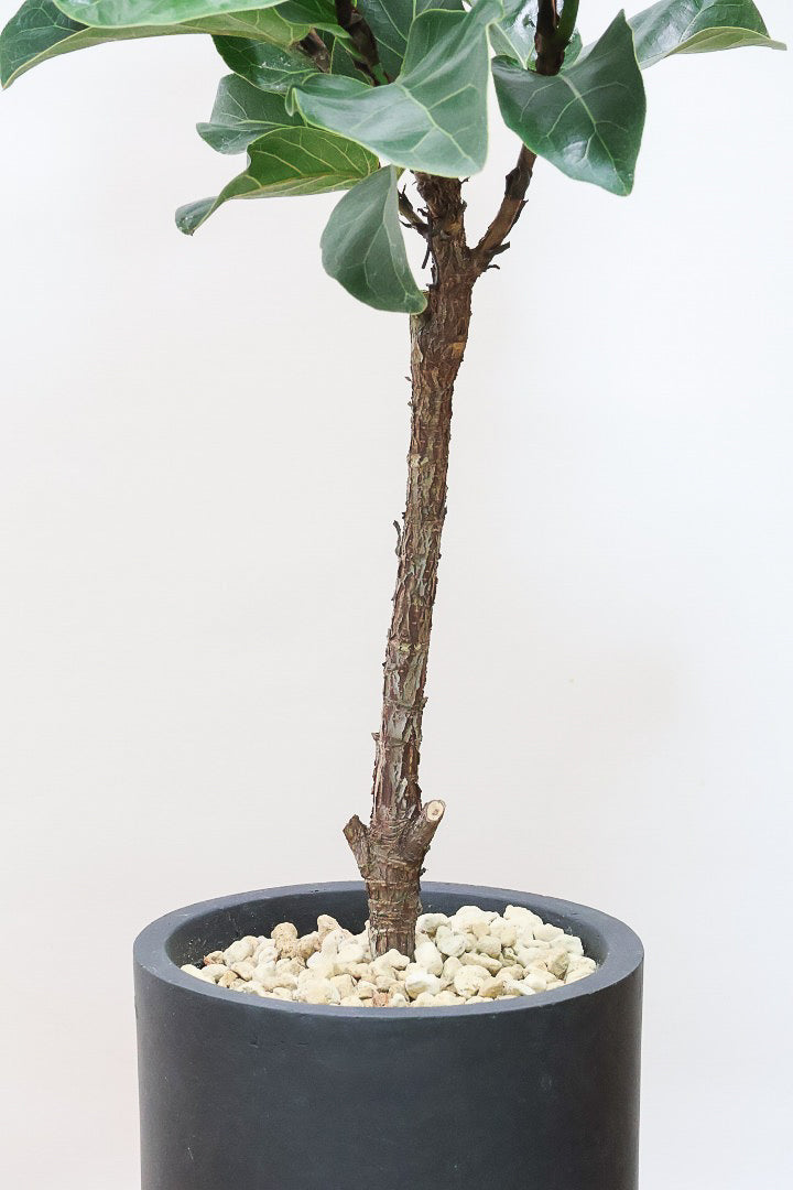 【カシワバゴム】植物もPOTも大人色♪ボリュームもイイ感じでスタイリッシュ!美しい葉が人気の観葉植物です！