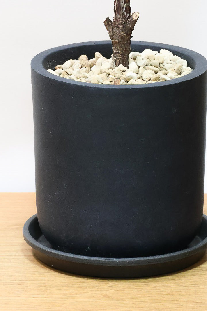 【カシワバゴム】植物もPOTも大人色♪ボリュームもイイ感じでスタイリッシュ!美しい葉が人気の観葉植物です！