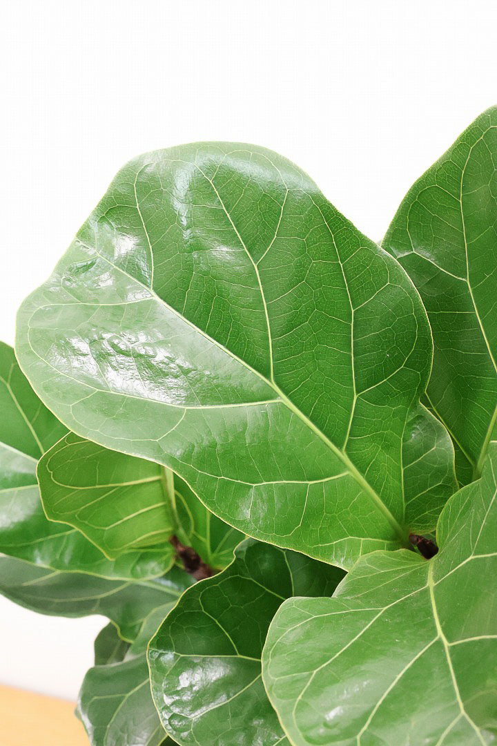 【カシワバゴム】植物もPOTも大人色♪ボリュームもイイ感じでスタイリッシュ!美しい葉が人気の観葉植物です！