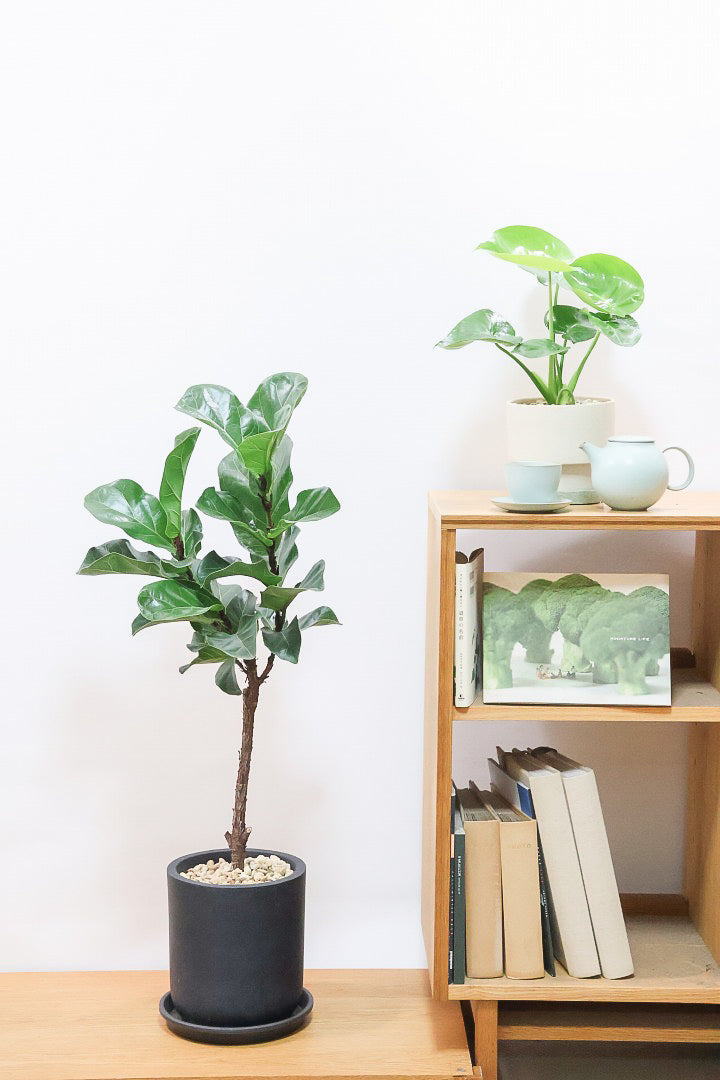 【カシワバゴム】植物もPOTも大人色♪ボリュームもイイ感じでスタイリッシュ!美しい葉が人気の観葉植物です！