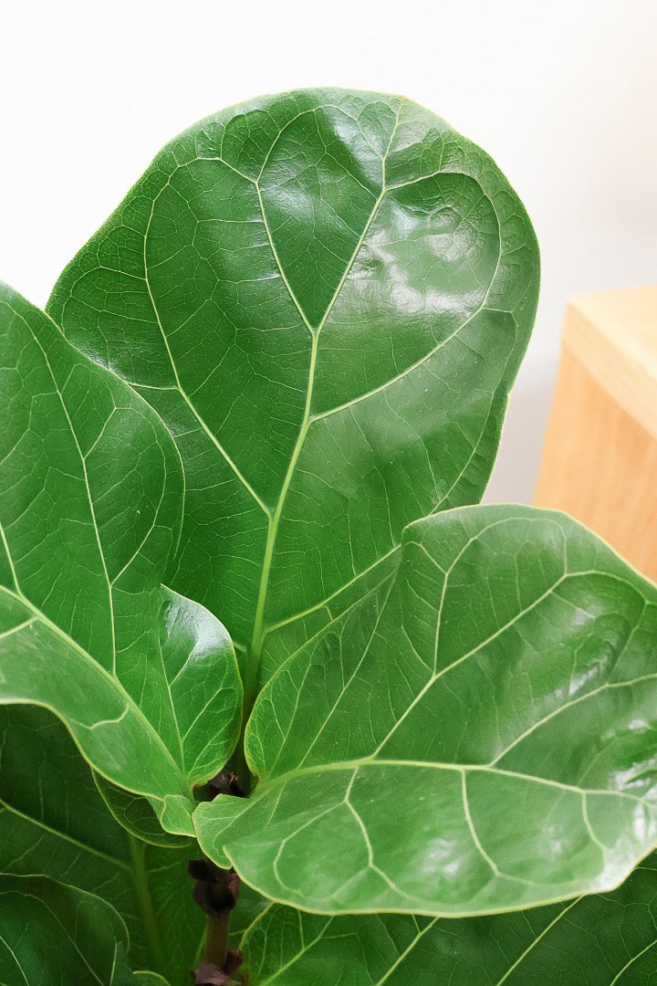 【カシワバゴム】植物もPOTも大人色♪ボリュームもイイ感じでスタイリッシュ!美しい葉が人気の観葉植物です！